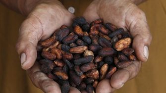 Шоколадовата индустрия се проваля в борбата срещу детския труд