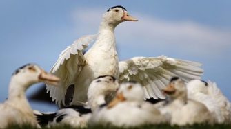Птичи грип е открит във ферма за патици в Раковски