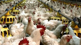 "Градус" увеличава с 50% капацитета си за пилешко месо чрез придобивка