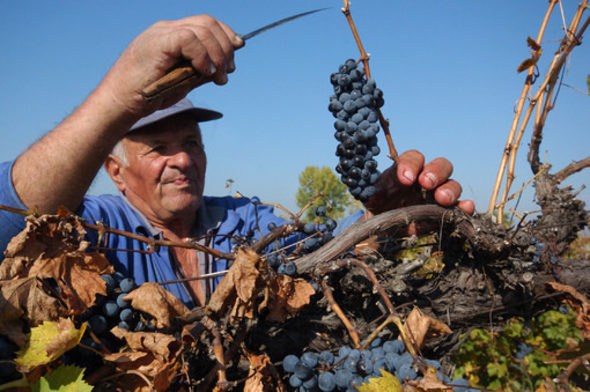 Финансовият ресурс, предвиден за 2011-2012 г., е разпределен в три мерки - преструктуриране и конверсия на винени лозя, застраховане на реколтата и промоция на вина на външни за ЕС държави.