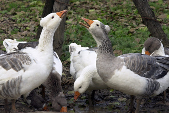 Според евродепутатите милиони патици и гъски търпят мъчения.