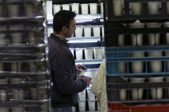 Гръцки йогурт е най-новият продукт, който Министерството на земеделието на САЩ обяви, че търси да закупи за училищата, които са включени във федералната програма за субсидиране на обядите на учениците, съобщава "Дъ Хил".