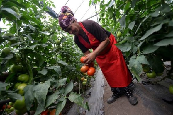 Оранжерийният комплекс "Монд Дивелъпмент" пласира 98% от продукцията си в магазините на веригата