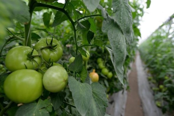 Оранжерийният комплекс "Монд Дивелъпмент" пласира 98% от продукцията си в магазините на веригата
