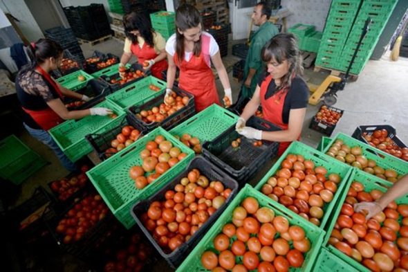Оранжерийният комплекс "Монд Дивелъпмент" пласира 98% от продукцията си в магазините на веригата