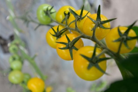 Оранжерийният комплекс "Монд Дивелъпмент" пласира 98% от продукцията си в магазините на веригата