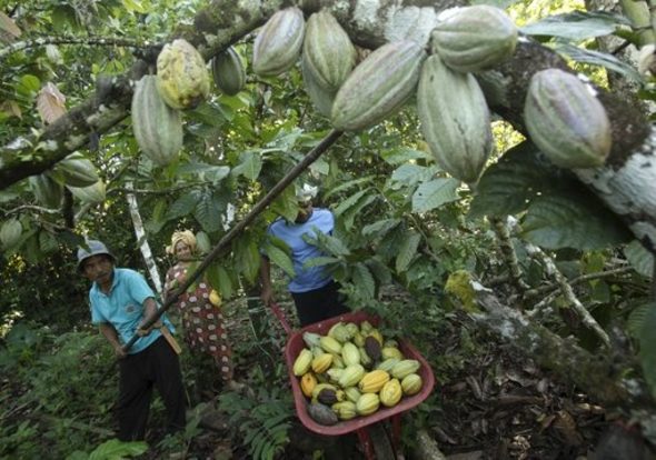 Според африканската държава печалбата от какаото няма кой знае каква тежест за националната промишленост, въпреки че страната е най-големия производител на ценната суровина