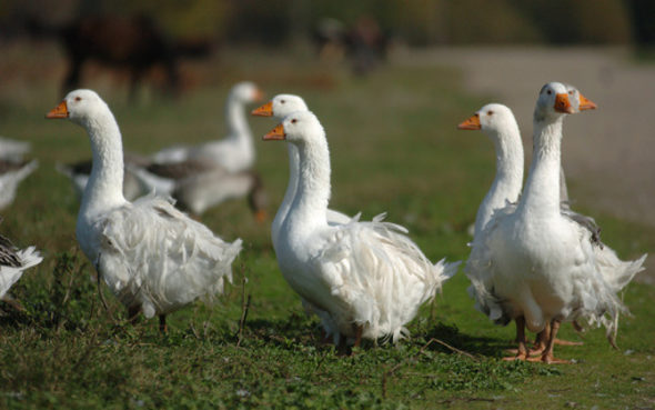 Причината е решение на властите да замразят от ноември насам работата на фермите за гъски и патици в 8 департамента в района, даващ 71% от продукцията на тази френска индустрия.