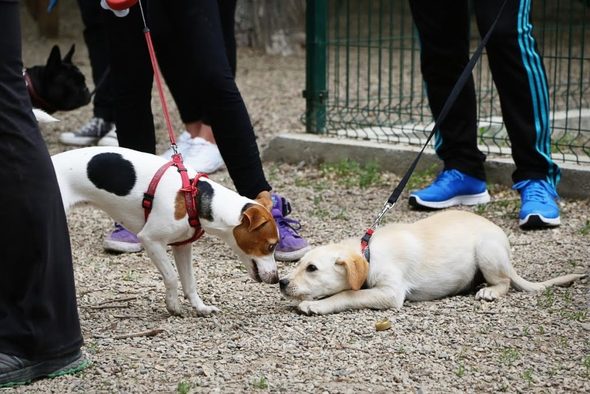 През 2016 г. брандът инвестира в изграждането на специализирани площадки за кучета в Пловдив, Варна, Бургас и София