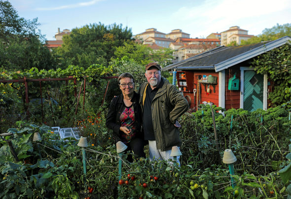 Все повече шведи, живеещи в града, отглеждат растения в сандъчета и на малки площи или посещават обществени градини, създадени в индустриални или офис пространства.