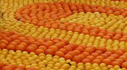 Всяка година в края на февруари и началото на март в Ментон – малко френско рибарско градче, близо до границата с Италия, става готова първата реколта от цитрусови плодове.