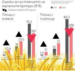 Най-тревожно е състоянието на рапицата, при която почти половината площи са унищожени