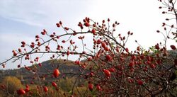 България е на първо място в Европа и на едно от първите места в света по изнасяни български билки