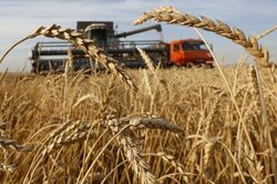 Очаква се тази година реколтата ще бъде 110 млн. т зърно, което ще бъде рекорд за постсъветска Русия