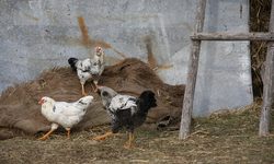 Преди коледните празници има засилено търсене на гъски, патици и пилешко месо и фермерите са разтревожени от последиците, които разпространението на вируса може да има за продажбите им.