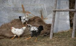 На този етап няма засегнати хора и няма опасност за потребителите. Няма опасност от консумация на пилешко месо и продукти от птици.