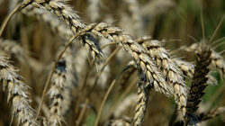 "Севан" достигна износ от 1.3 млн. тона зърно през 2018 г.