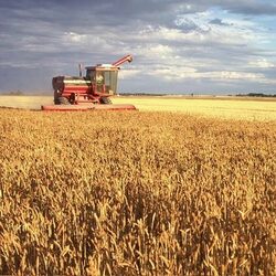 Очаква се световните цени на зърнените култури, които тази година продължиха да се покачват, да останат високи и през 2008 г., което ще доведе до поскъпване на основните продукти като хляба, макаронените изделия, месото и млякото. Това се посочва в публикувания доклад на Организацията за прехрана и земеделие на ООН (ФАО), цитирана от ДПА. 
