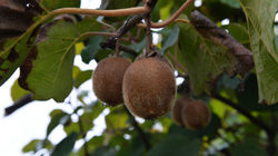 Семейната ферма Kiwi.Bg е единствената в страната, която отглежда плода и прави продукти от него