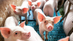 Чумата по свинете в Азия вдигна световните цени, създаде дефицит и проблемите заразиха и България
