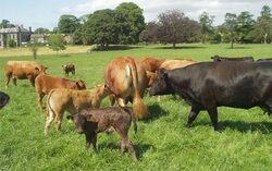 Президентът на компанията Westland/Hallmark Meat Co. Стийв Мендел ще получи втори шанс да се яви пред Конгреса в САЩ и да даде показания по случая с най-мащабното изтегляне на говеждо месо от американската търговска мрежа, предаде AP.